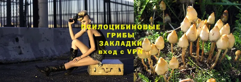 Псилоцибиновые грибы Psilocybe  магазин продажи   Бодайбо 